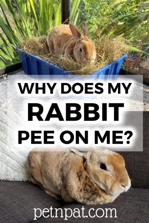 why does my bunny pee on me